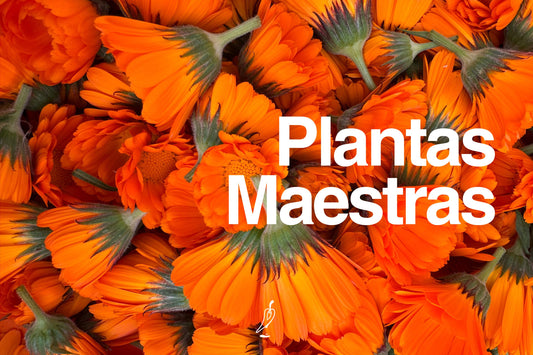 Plantas Maestras